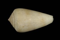 藏品(玳瑁芋螺                            )的圖片